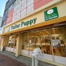 테일러퍼피 이미지