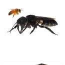 장수말벌 조차 ㅈ밥으로 만드는 세상에서 가장 큰 벌.jpg 이미지