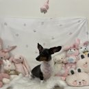 도니바니 애견유치원 이미지