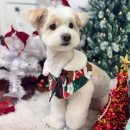 아꼬아 펫 살롱 이미지