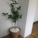 아포가스충전소 | 케어키즈존 봉곡동 런던벨에서 맛있는 딸기 케이크와 페스츄리를 먹어요 :-)