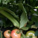 강골농장 이미지