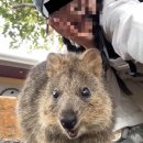 [🇦🇺서호주 퍼스] 해피 쿼카 만나기, 페리타고 로트네스트 섬, SeaLink페리, 전기자전거 렌트