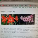 [성모동산의 꽃과 풀들] 성 요셉 이름을 딴 꽃들, 아마릴리스, 원추리, 한련 이미지