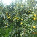 차량골농원 이미지