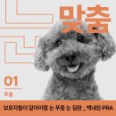 경주 밝은 안과 | [눈:맞춤 - 푸들] 푸들 보호자들이 알아야 할 눈 질환들, 백내장만이 아닙니다 - 울산 동물병원 에스...