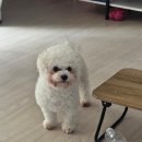 벨르시앙 | 창원 마산 애견 카페 벨르시앙 강아지 유치원 내돈내산