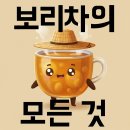 보리차의 모든 것 (효능, 장단점 등)