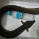 세오바 Daum카페