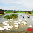 백조공원 이미지