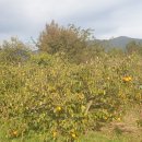 평사리의 그집 이미지