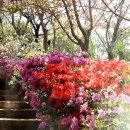 초록이 펼치는 세상(동아일보) / [빛명상] 빛VIIT의 별나라 / 팔공산 빛터 정화의 계단 / 힐링 풍요길 / 행복이 머무는 곳 이미지
