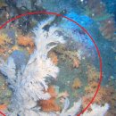 대국해저관광(주) 서귀포잠수함 이미지