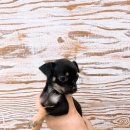 멍멍아 놀자 이미지