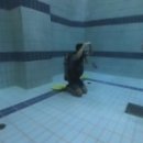 Team Shark 이미지