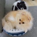 야옹아멍멍해봐 송파위례점 이미지
