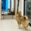 신발신은 강아지 Daum카페