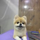 도그웨이살롱 이미지