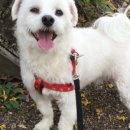 도그살롱바른핏 이미지