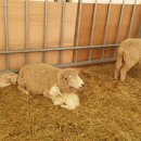 동희목장 이미지