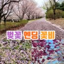 꽃보라펜션 | 서울근교 나들이 경기북부 가볼만한곳 남양주 꽃비 벚꽃엔딩 가사.뜻