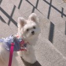 강아지봄 | 강아지 진드기 퇴치제 봄산책 필수템 멍가드 사용 후기