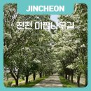 백곡쉼터 | 진천 이팝나무길 개화 상황 및 주차장 완벽 정리 5월 봄꽃 명소 추천