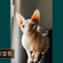 댕이쌀롱 네이버블로그