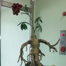 김포파주인삼농협 하나로마트 이미지