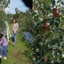 알토란사과체험마을 이미지