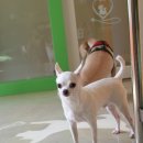 하모니동물병원 이미지