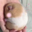 혀누 ☺︎ 🐹💗 이미지