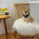 시흥탑애견미용학원 이미지
