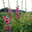 왕곡마을 이미지