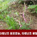 타래하나