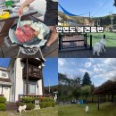 안면독스애견펜션 | 태안 애견동반 여행 안면도 애견동반 펜션 애견펜션 프리독 추천