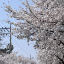 피자스쿨(안성공도점) | 2023년 4월, 일상 블로그 (1)