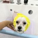 지니펫 애견미용실 이미지