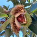 버들나루터마을 | 웃음 속에 날카로운 풍자