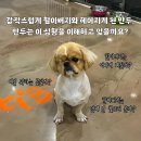 만두스토리 이미지