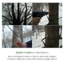 지리산 함양 고로쇠수액 할인판매 이미지