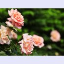 곡성-054 이미지