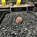 위드 마켓 | [위드플렉스 동탄] 식물마켓 미뉴엣가든에서 식쇼핑 후기