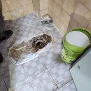 제산로3안길 | 양정동변기막힘 확인을 해보니 오수관 막힘 현상 배관 청소 작업으로 완벽 해결