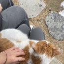 꽃냥이네촌집