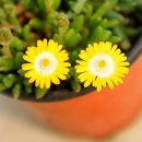 상풍공원 | [부산/기장 가볼만한 곳]대규모 식물 쇼핑 공간,미래화훼공원