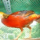 금계 농장 이미지