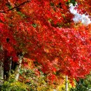 임고초등학교 이미지