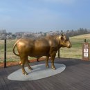 한우목장 | 서산 벚꽃 명소 한우목장 웰빙산책로 &amp; 해미천 방문 후기