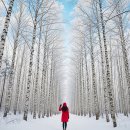 익산산림항공관리소 | 인제 원대리 자작나무숲, 겨울왕국 인생샷 찍으러 갈까요? ❄️